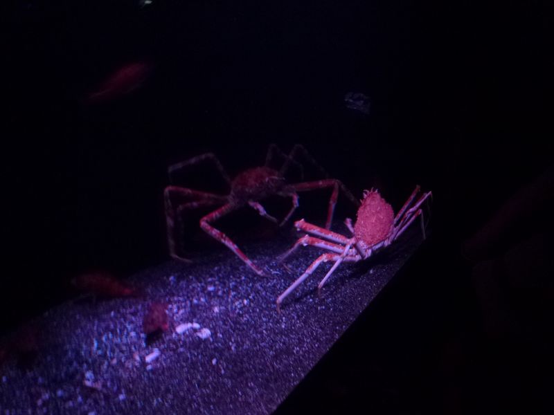 Aqua_039.JPG