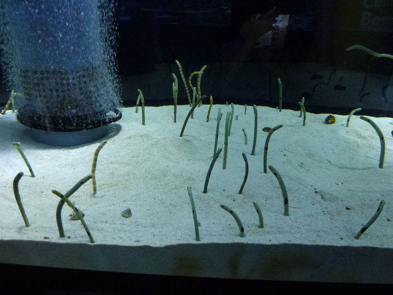Aqua_063.JPG