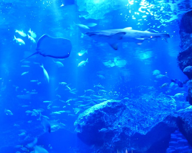 Aqua_075.JPG